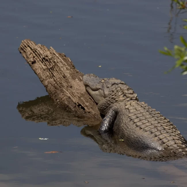 Alligator at D'Olive Boardwalk Park in Daphne, Alabama