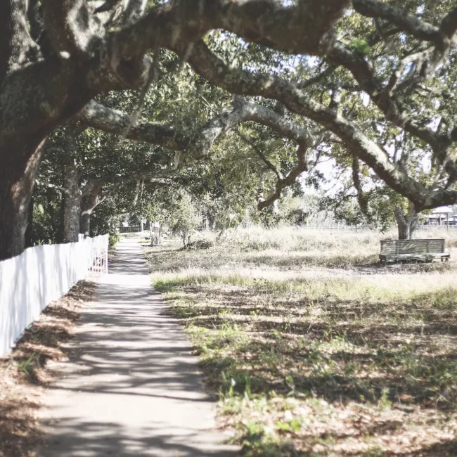 Oak-lined path and white fence in Fairhope, Alabama