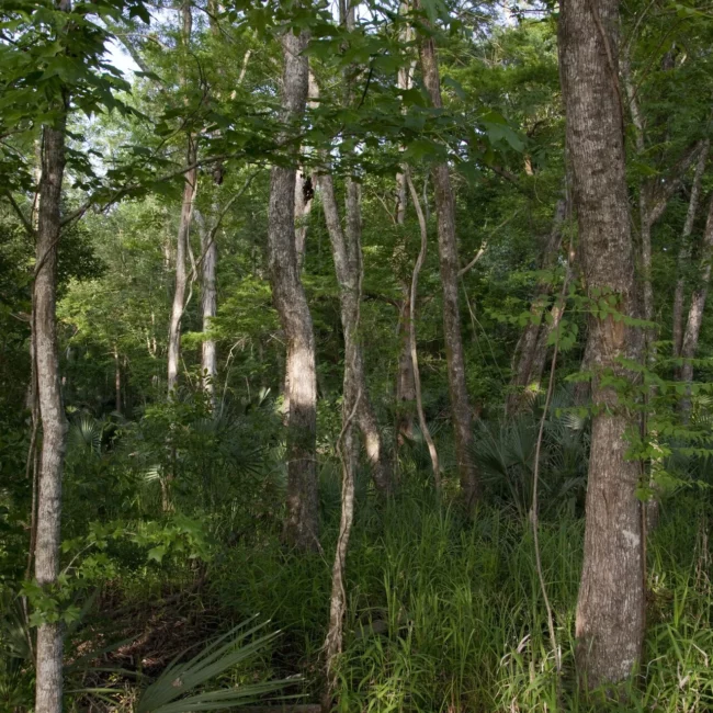 Forest at Historic Blakeley State Park near Spanish Fort, Alabama