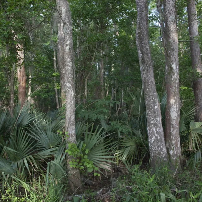 Palmettos and trees at Blakeley State Park, Spanish Fort, Alabama