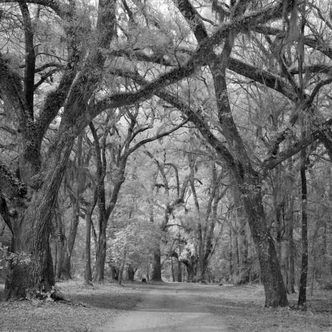Live oaks at Historic Blakeley State Park, Spanish Fort, Alabama
